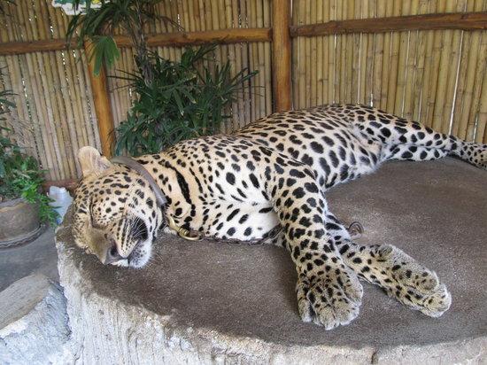 Namuang Safari Park