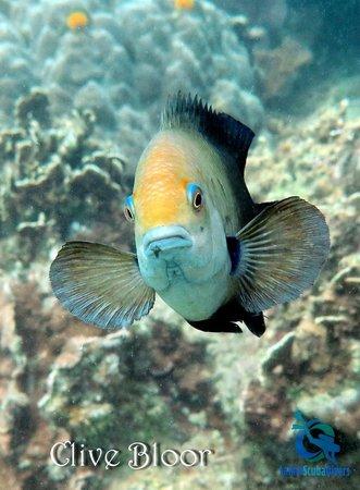 Samui Scuba Divers