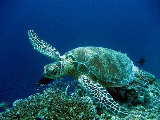 Scuba Samui